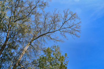 Australian pine tree and its branches on a blue sky background