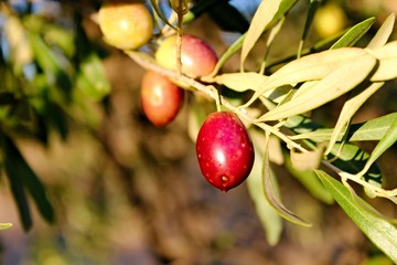 Ripe olives on olive tree branch