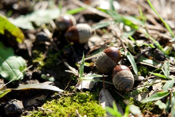 帽子を被ったどんぐり