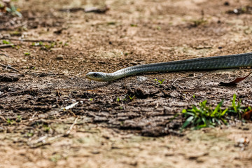 Side view of a Yellow-tailed Cribo snake on dirt dry ground, Pantanal Wetlands, Mato Grosso, Brazil 