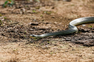 Side view of a Yellow-tailed Cribo snake winding on the dirt brown ground,  Pantanal Wetlands, Mato Grosso, Brazil 