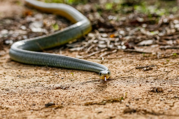 Close up of a Yellow-tailed Cribo snake winding on the dirt ground, facing camera, Pantanal Wetlands, Mato Grosso, Brazil 