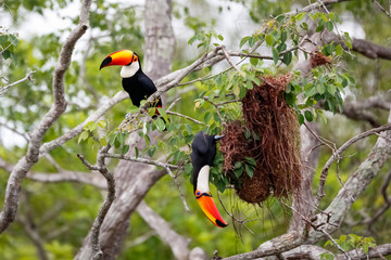 Close up of two Toco Toucans plundering birds nest in a tree, one sitting, one hanging down, Pantanal Wetlands, Mato Grosso, Brazil