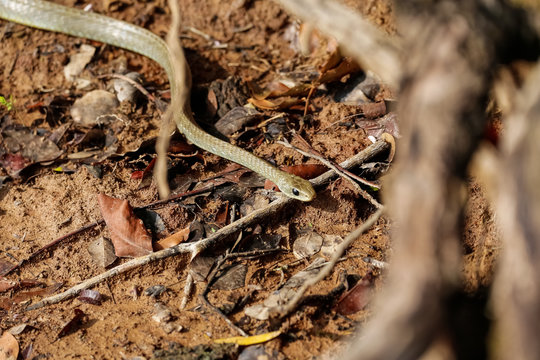 View from above of a Yellow-tailed Cribo snake winding on dirt brown ground,  Pantanal Wetlands, Mato Grosso, Brazil 