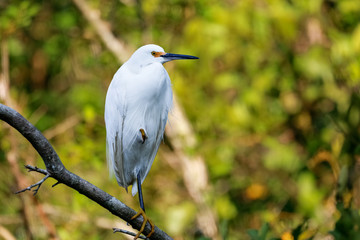 Great White Egret standing on a bare branch against green background, Pantanal Wetlands, Mato Grosso, Brazil