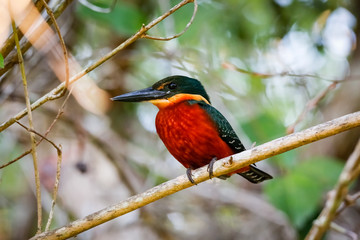 Close up of a Green-and-rufous Kingfisher perched on a branch, looking for prey, Pantanal Wetlands, Mato Grosso, Brazil