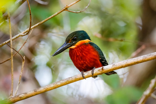 Close up of a Green-and-rufous Kingfisher perched on a branch, looking for prey, Pantanal Wetlands, Mato Grosso, Brazil