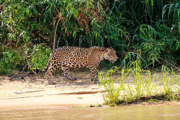 Fototapeta na wymiar Magnificent Jaguar walking along the river edge in sunlight, side view, Pantanal Wetlands, Mato Grosso, Brazil