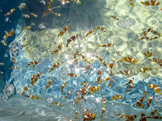 Group of baby perculas clownfish in Percula farm.Cartoon fish.Anemone.Colorful sea animals.Sea fish pet.