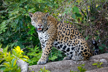 Magnificent Jaguar sitting on a tree trunk at the river edge, facing camera, Pantanal Wetlands, Mato Grosso, Brazil