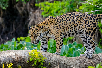 Magnificent Jaguar standing on a tree trunk against natural background, looking down, Pantanal Wetlands, Mato Grosso, Brazil