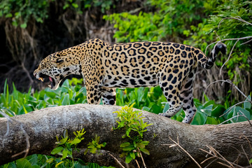 Close up of a magnificent Jaguar standing in threatening behavior on a tree trunk, roaring, mouth open, shows teeth, Pantanal Wetlands, Mato Grosso, Brazil
