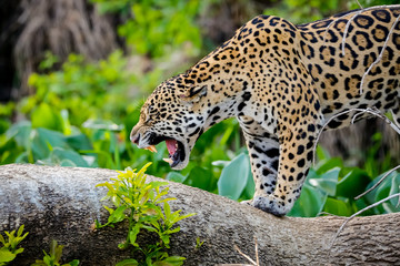 Fototapeta na wymiar Close up of a magnificent Jaguar standing in threatening behavior on a tree trunk, roaring, mouth open, shows teeth, Pantanal Wetlands, Mato Grosso, Brazil