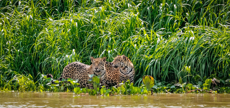 Two Jaguar brothers standing on a river edge against green background, looking, frontal view, Pantanal Wetlands, Mato Grosso, Brazil