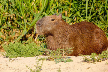 Close up of a cute Capybara lying on the ground in sunshine with green background, Pantanal Wetlands, Mato Grosso, Brazil