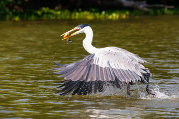 Cocoi heron catching a Pirhana in flight over river surface, Pantanal Wetlands, Mato Grosso, Brazil
