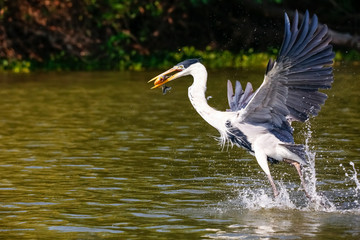 Cocoi heron caught a Pirhana in flight over river surface, Pantanal Wetlands, Mato Grosso, Brazil