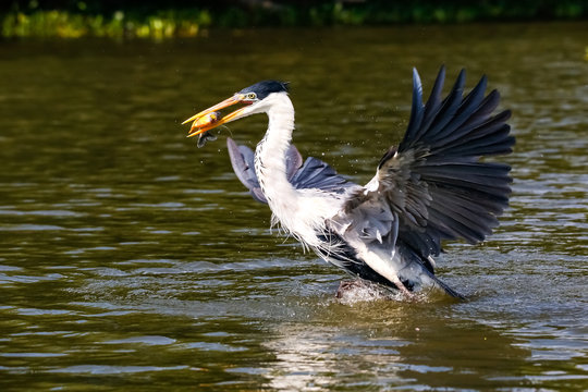 Cocoi heron catching a Pirhana in flight over river surface, Pantanal Wetlands, Mato Grosso, Brazil