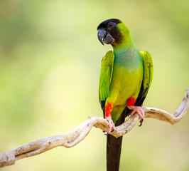 Close up of beautiful Nanday Parakeet perched on a branch against defocused natural background, Pantanal Wetlands, Mato Grosso, Brazil