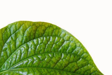 Edge of an oak leaf, isolated on white, closeup.