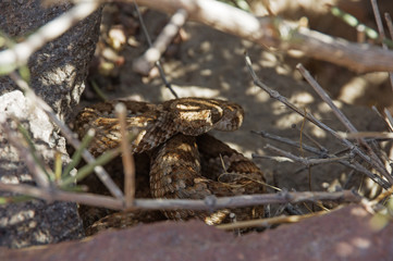 Rattlesnake Hiding