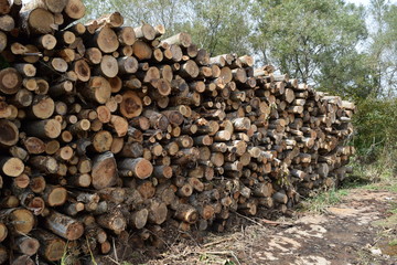 切り出された広葉樹の丸太