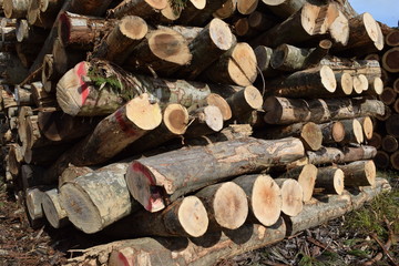 切り出された広葉樹の丸太