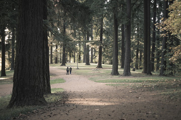 A sunny afternoon stroll at Mt. Tabor Park in Portland, Autumn season
