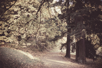 Naklejka premium A sunny afternoon stroll at Mt. Tabor Park in Portland, Autumn season