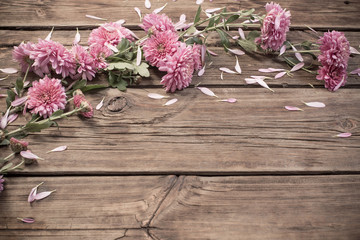pink chrysanthemums on dark wooden background