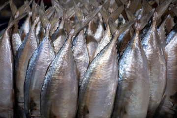Fresh mackerel