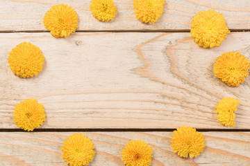  yellow  chrysanthemums on  wooden background