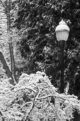 Light post in the Stanley park, Vancouver, Canada, covered with snow