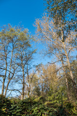 tall trees in the park with fewer orange and yellow leaves hanging on the branch under blue sky on later Autumn day