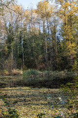 small pond in the forest with water surface filled with fallen leaves and surrounded by tall trees displaying autumn colour