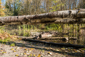 fallen tree trunks on top of branches and tall grasses filled pond in the park surrounded by plants on a sunny day