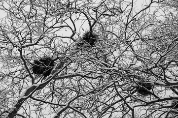 Empty heron's nests on snow covered trees during heavy winter snow fall in Stanley Park, Vancouver, 