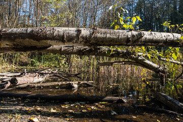 fallen tree trunks on top of branches and tall grasses filled pond in the park surrounded by plants on a sunny day