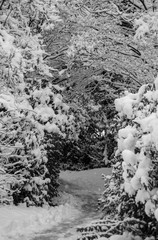 Empty snow covered pathway in the Stanley park, Vancouver 