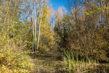 tall trees surrounded pond filled with grasses under the blue sky displaying beautiful autumn colour