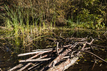 Fototapeta na wymiar bunch of fallen tree trunks and branches floating in the pond in the park surrounded by tall green grasses under the sun