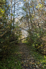 uphill path in the park with tall trees on both sides and fallen leaves filled ground