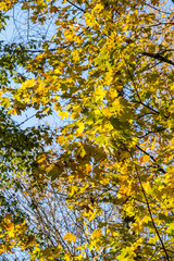 thin branches on the trees in the forest covered with beautiful yellow leaves under blue sky on a sunny autumn day