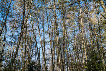 forest filled with thin and tall trees with straight tree trunk and bit left over leaves on a sunny autumn morning 