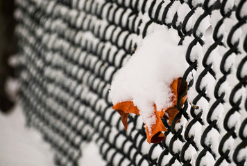 Orange maple leaf covered in snow hanging on metal mesh fence of a tennis court in the Stanley Park, Vancouver, Canada