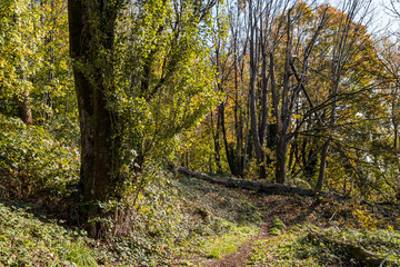 trail inside park blocked by a fallen tree surrounded by dense trees filled with beautiful autumn leaves on a sunny day