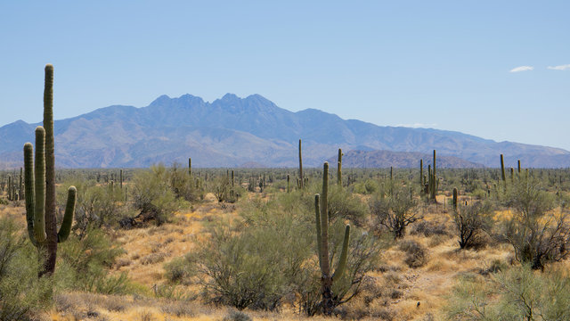 Arizona saguro cacti with mountains in the background.
