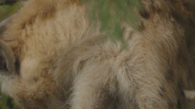 Close up of a spotted hyena itching the leg with the mouth.
