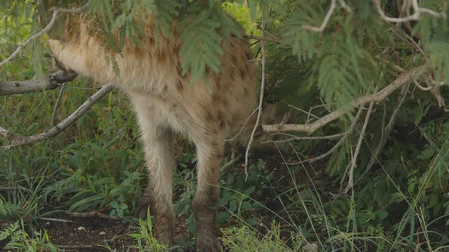 A wild spotted hyena moves its head at kruger national park, South Africa.