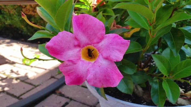 Bee pollinating a bright pink flower against greenery in the background, handheld